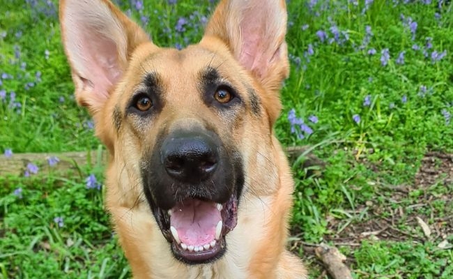 Doggy member Sapphire, the German Shepherd Dog sitting happily in front of a field of bluebells