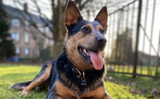 Doggy member Irwin, the Australian Cattle Dog lying on the grass at the local park