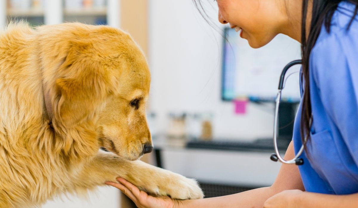 Local vets in South London