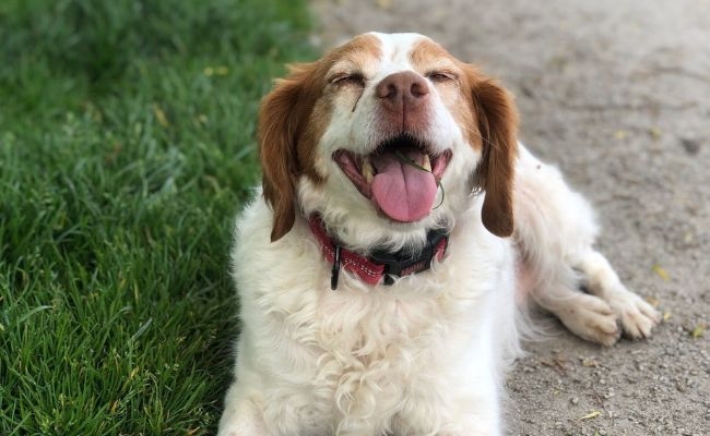 Blanca, the Brittany