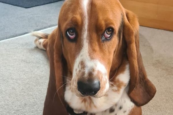 Roger, the Basset Hound