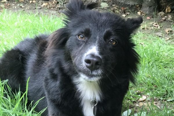 Mina the Cross Breed lying in the grass