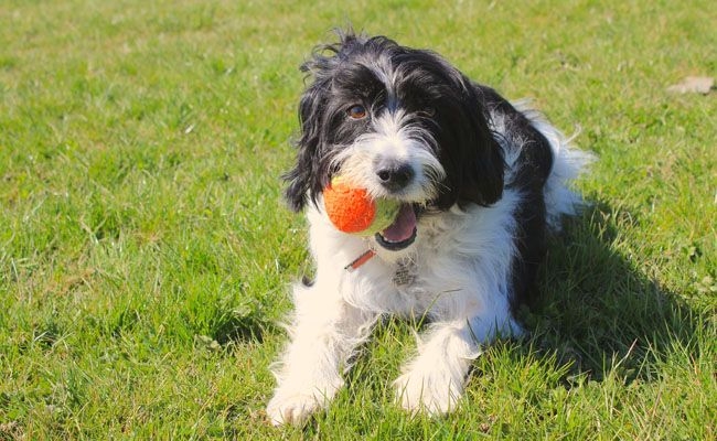 Poppy, a rescue dog, with a tennis ball in her mouth