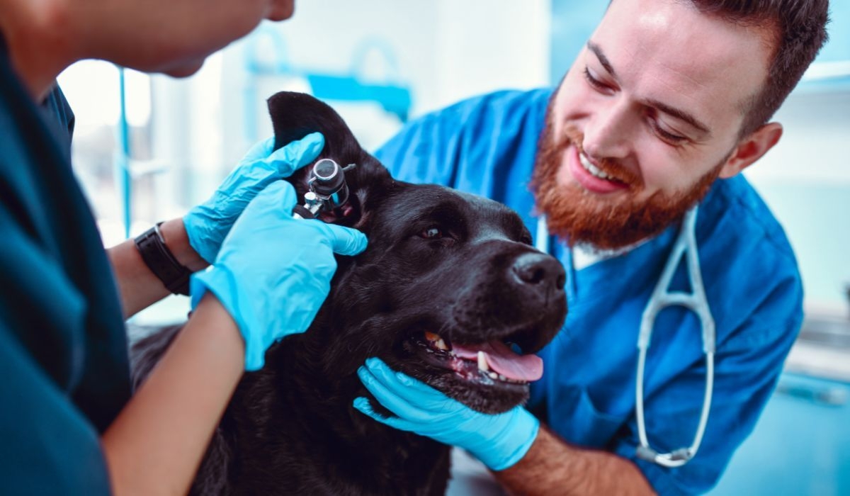 Local vets in Stirling