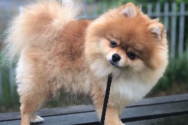 Milano, the Pomeranian, on a bench 