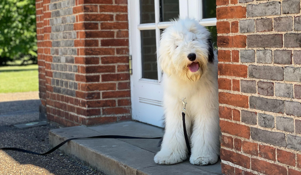 A large, fluffy white dog, with floppy ears, one white and one grey, small dark eyes and a black nose, stands against a brick wall in front of large double doors. The pooch is attached to a training lead and their head is tilted as it listens for the word 'come'. 