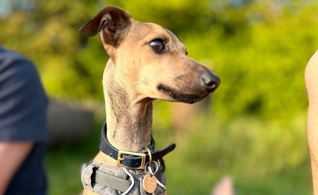 Cricket, the Italian Greyhound