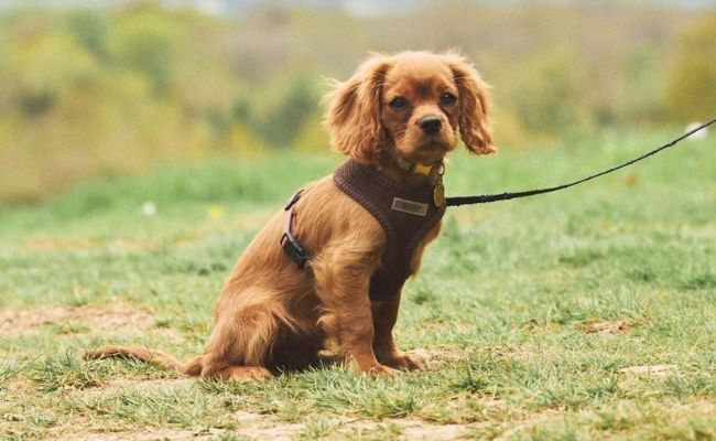 Pip, the Cavalier King Charles Spaniel