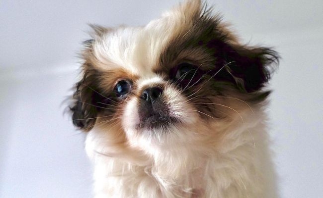 Winnie, the Pekingese