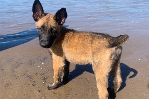 Ellie, the Malinois Belgian shepherd