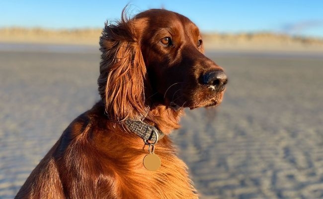 Ginny, the Irish Setter