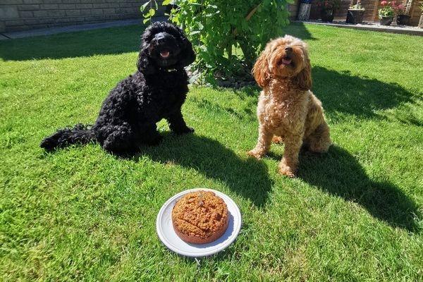 Willow and Poppy