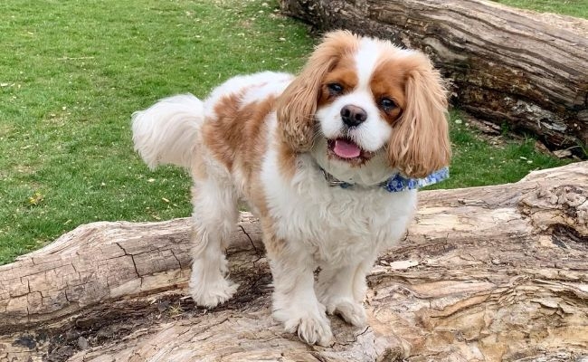 Barney, the Cavalier King Charles Spaniel