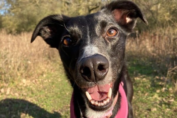 Sadie, the lurcher