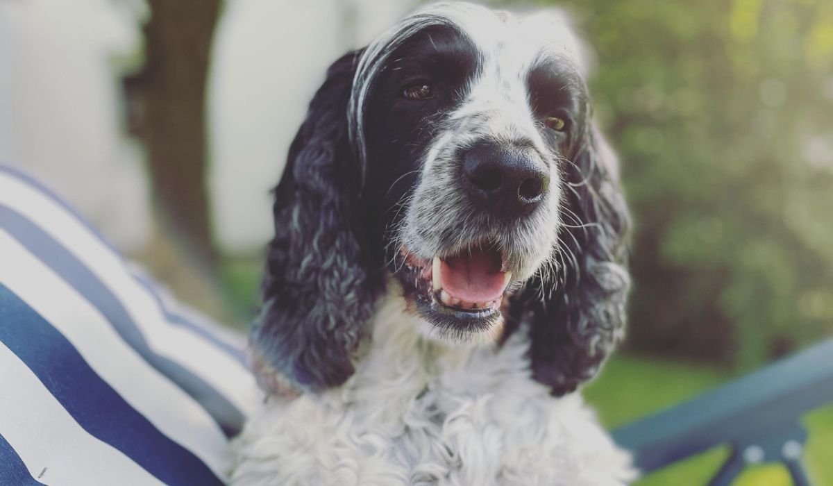 A gorgeous white and black Springer Spaniel sitting in a sun lounger in the garden