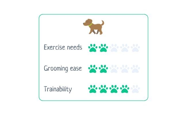 Coton de Tulear  Exercise Needs 2/5 Grooming Ease 2/5 Trainability 4/5