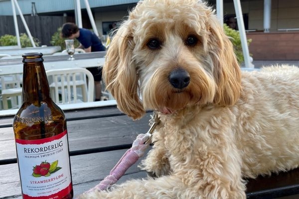 Daisy, the Cockapoo