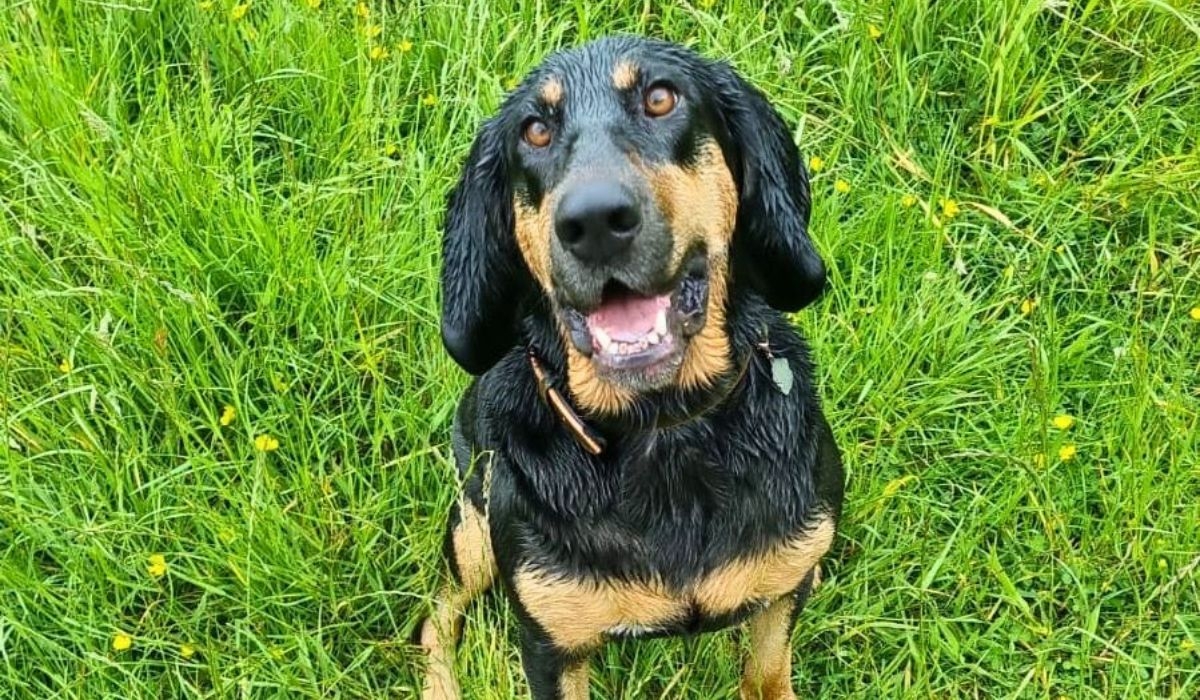 A large, black and tan dog, sits on the grass looking up at the camera. The dog has clearly been for a swim with it's wet, soggy coat.