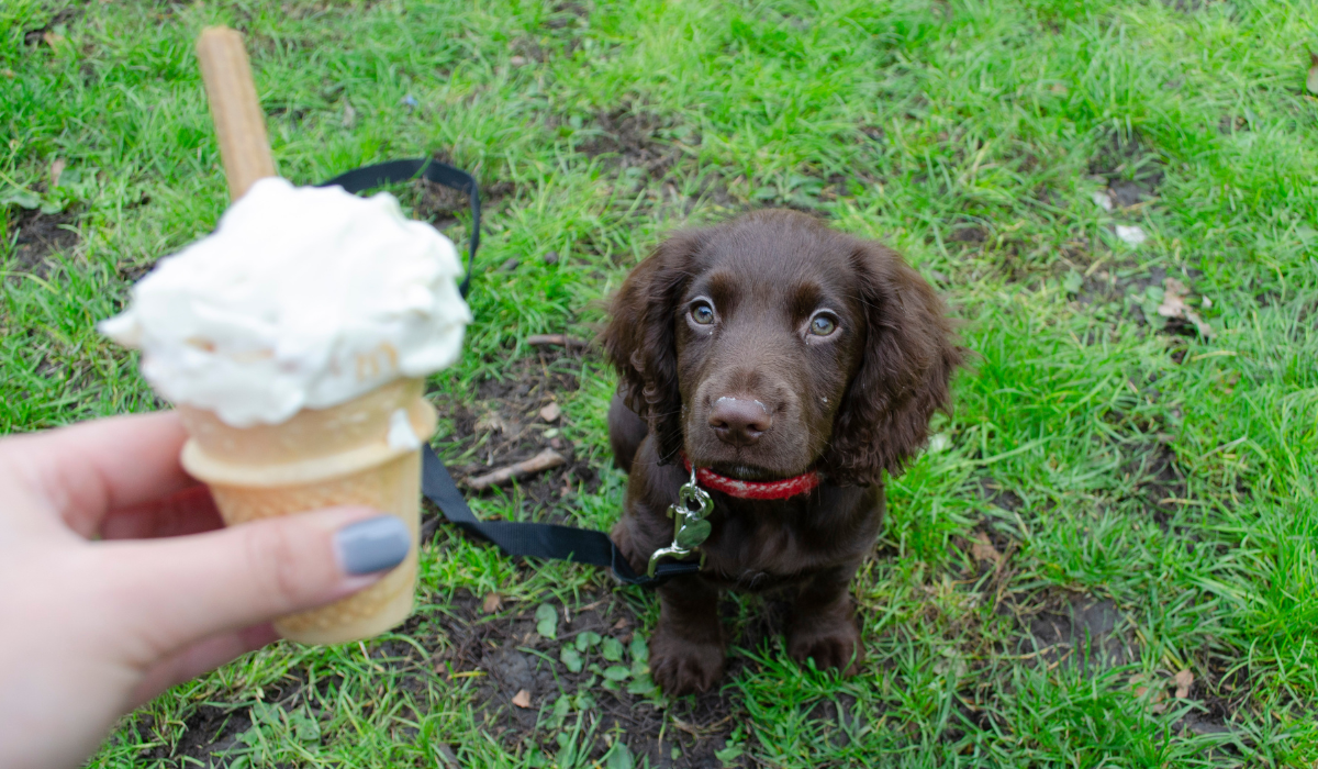 An adorable, small pup sits with their attention focused on the Cheese and Carrot Illusion Cake held out in front of them.