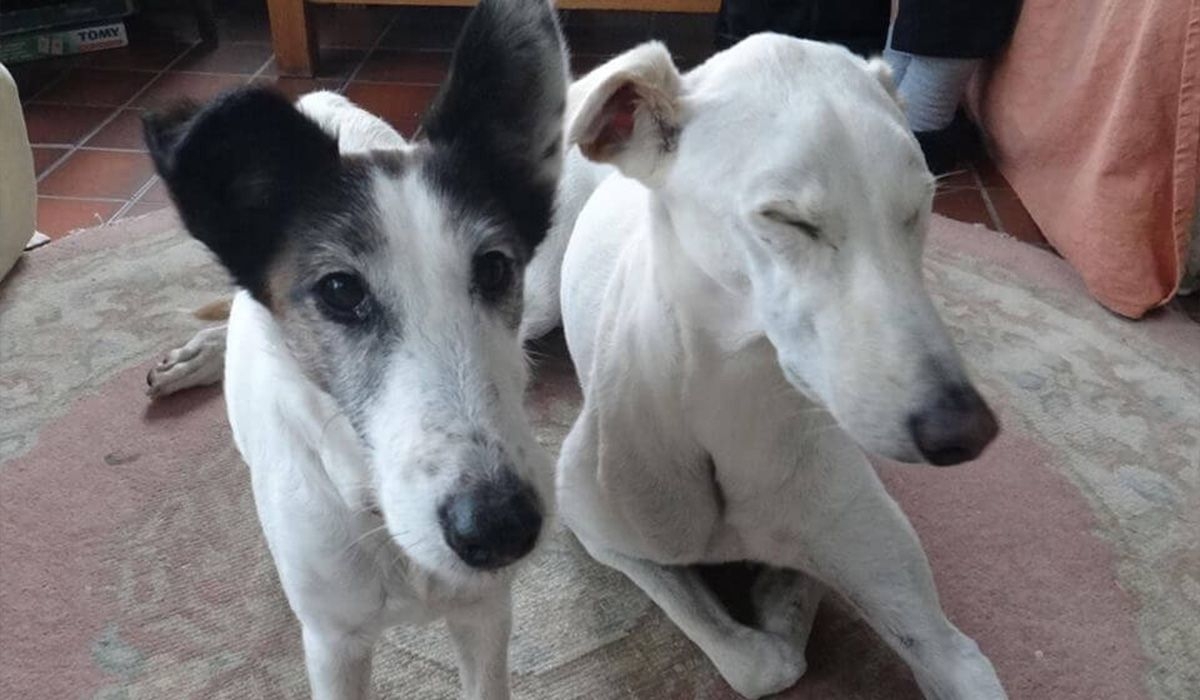 Two pale, long nosed dogs relax on a rug