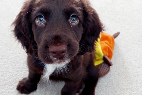 Teddy, the Sprocker