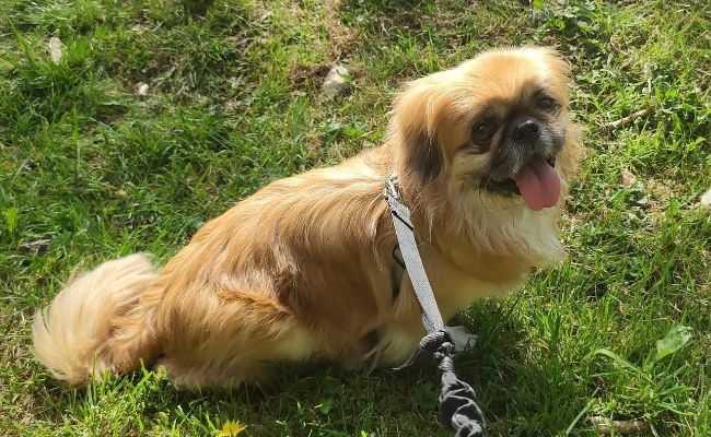 Tyson, the Pekingese