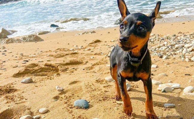 Luna, the Miniature Pinscher