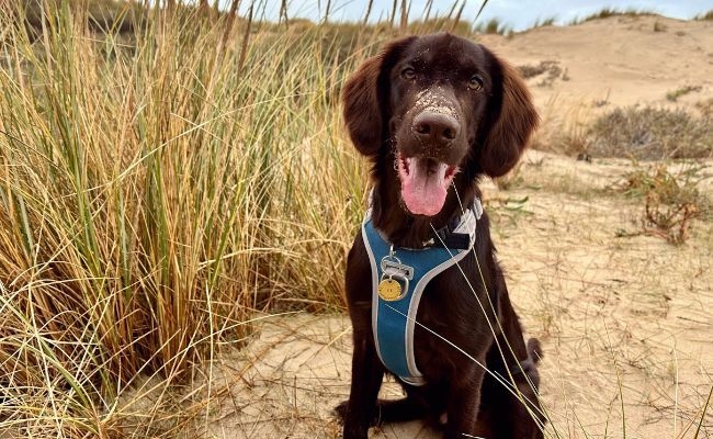 Archie, the Flat Coated Retriever