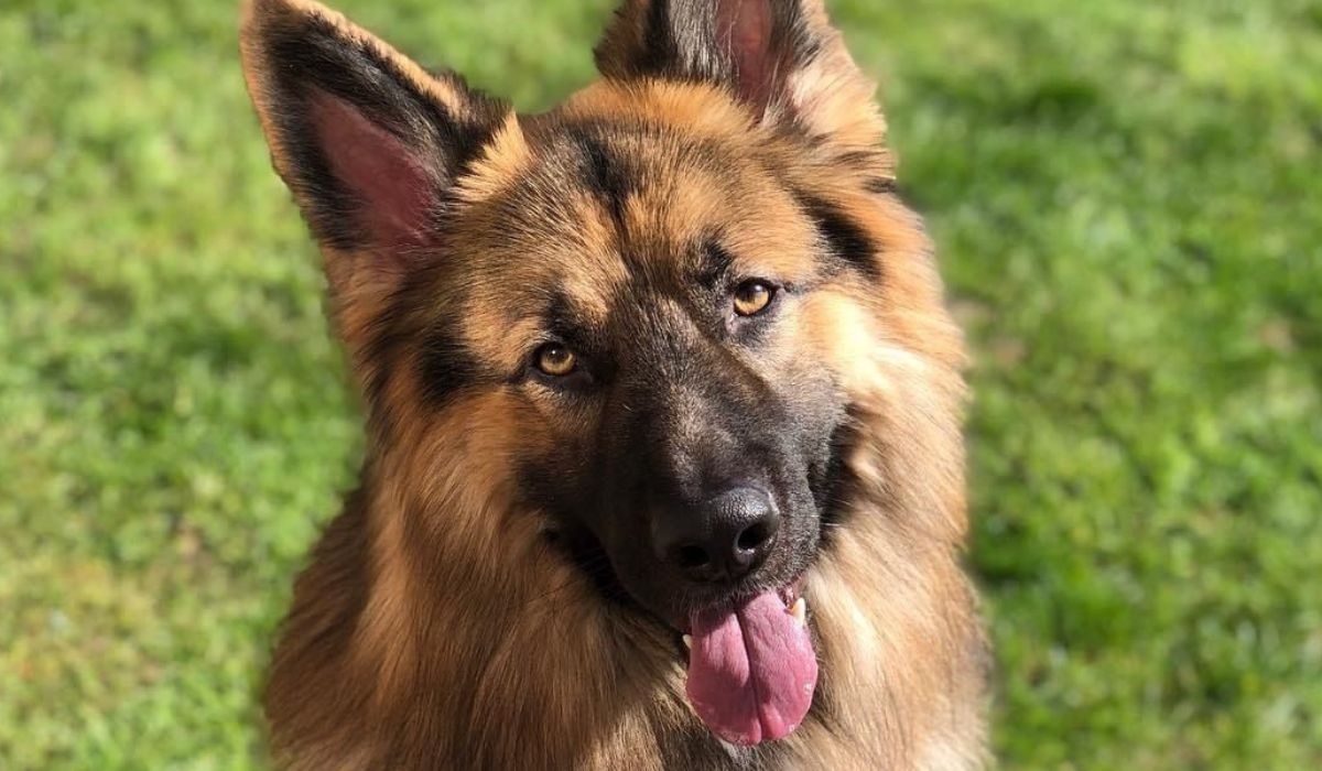 A friendly faced, large dog with a fluffy tan and black coat, sits on the grass