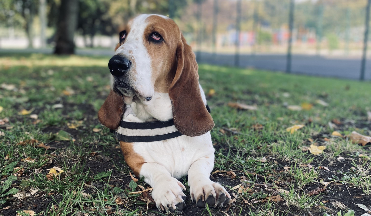 A short-haired, white and tan dog with short legs and long, floppy ears is lying down, enjoying a quiet moment in the autumnal grass.