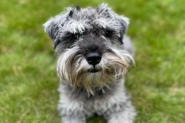 Moe, the Miniature Schnauzer