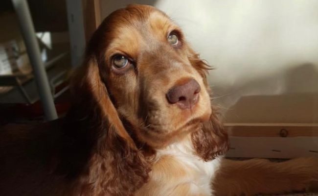 Molly, the American Cocker Spaniel