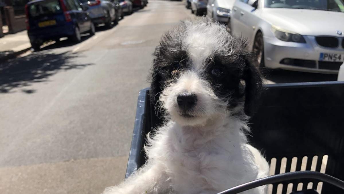 Doggy member Sailor, the Jackapoo, in a basket on a bicycle