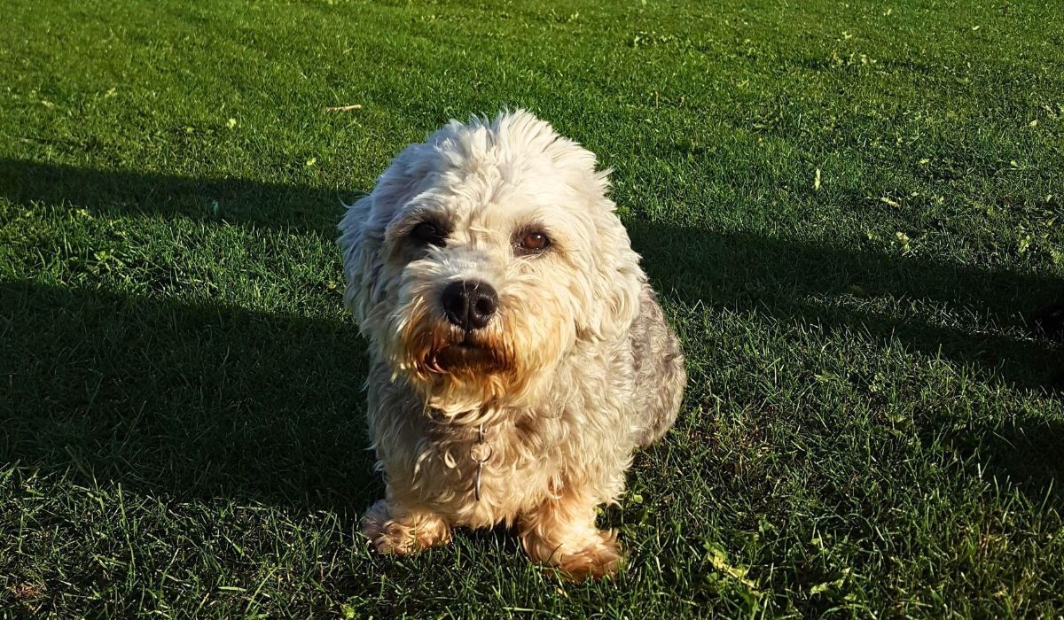 A small dog, with a cream and grey mixed, thick coat, with a black nose, sits on freshly-cut grass