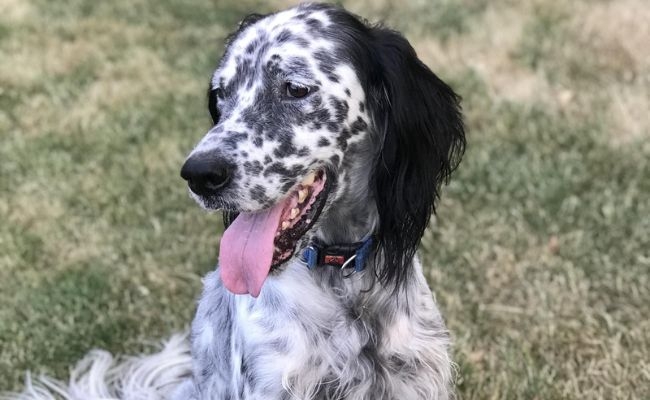 Flint, the English Setter