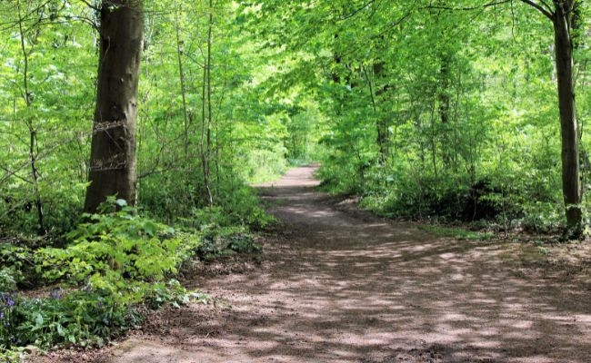 A woodland path at Leigh Woods, Bristol