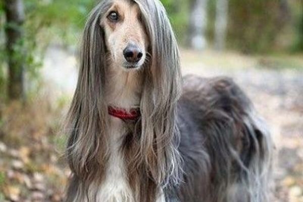 Piper, the Afghan Hound