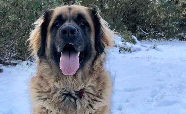 Loki, the Leonberger