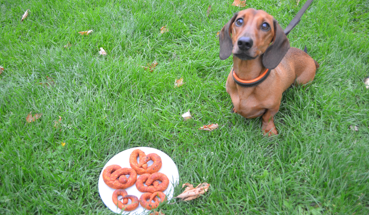 A cute, brown Dachshund sits next to a plate of Doggy Pizza Pretzels.