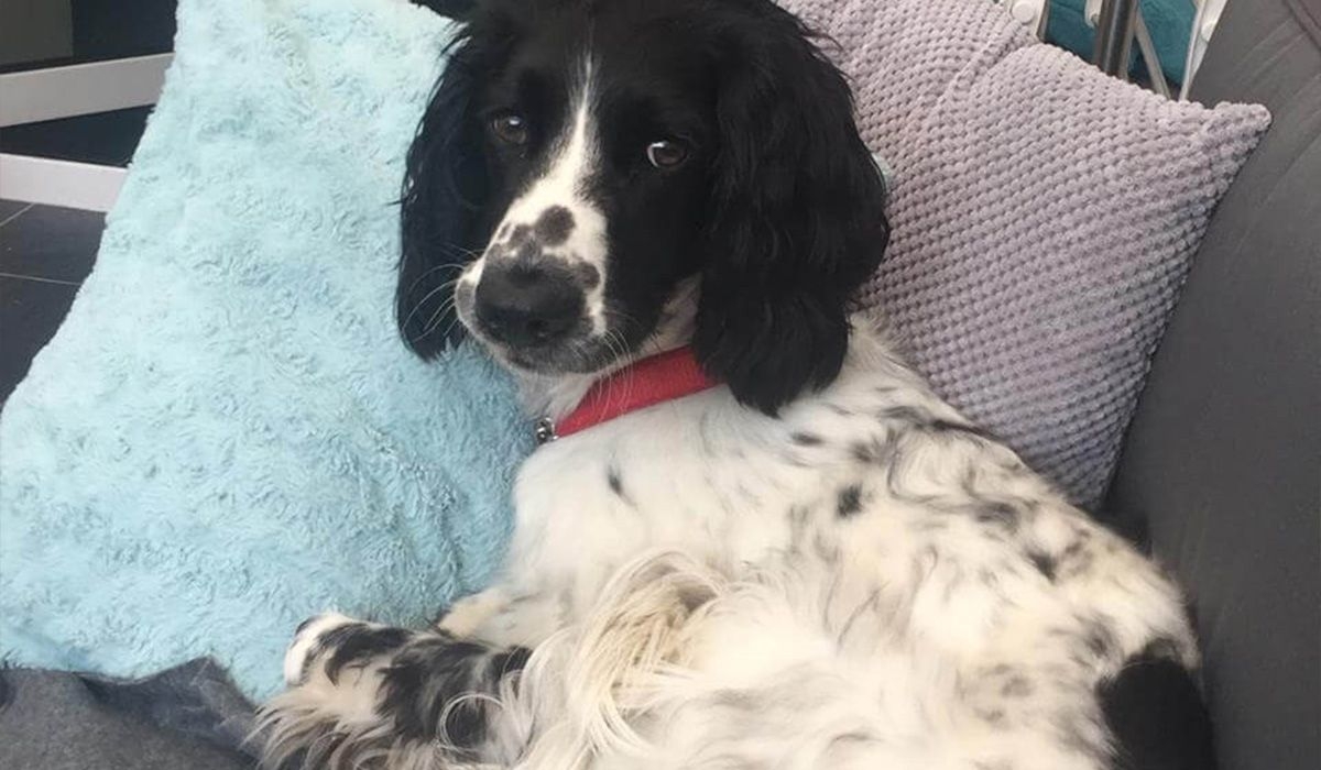 Chase relaxes on a sofa with cushions