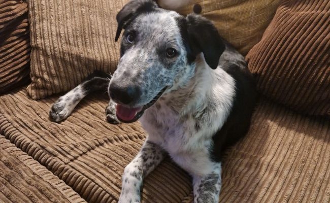 Jackson, the Smooth Collie