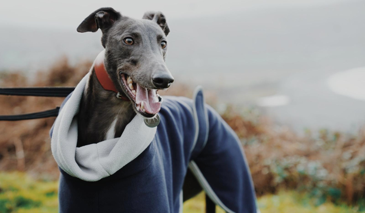 A dark grey Greyhound wearing a blue winter jacket is waiting to be let off lead so they can enjoy a run around the field, on a cold winter's day.