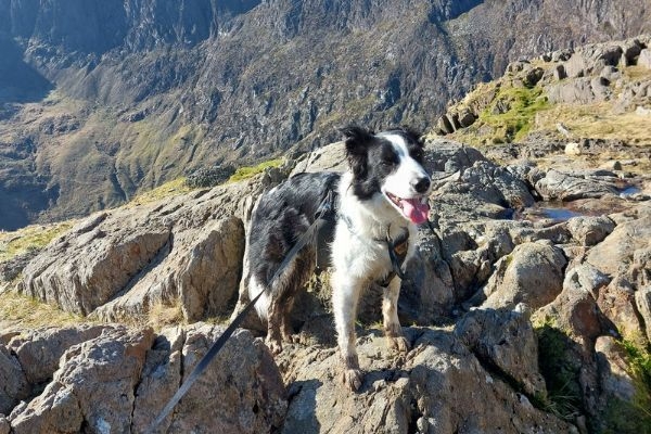 Teddy, the border collie