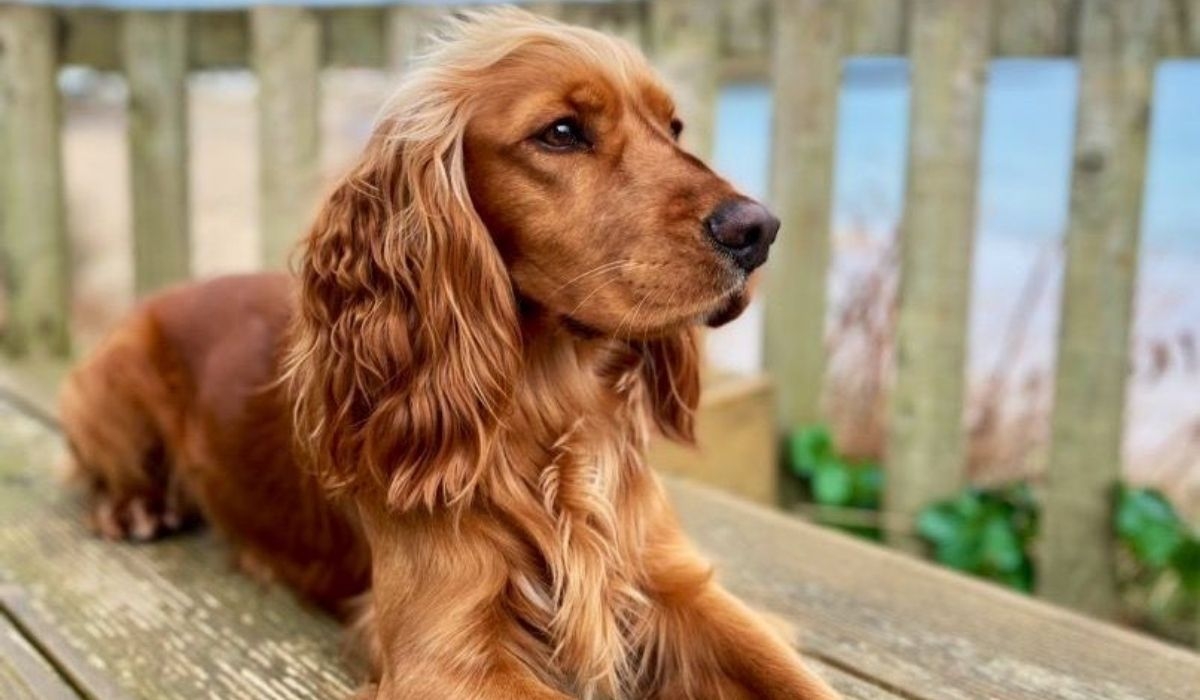 Pet shops in Chiswick