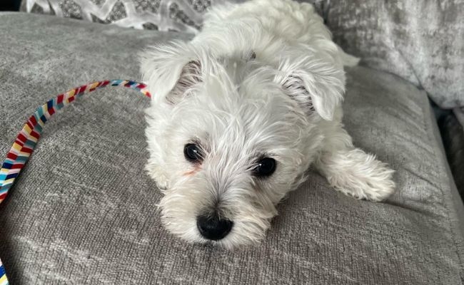 Teddy, the West Highland Terrier puppy lying down on the sofa