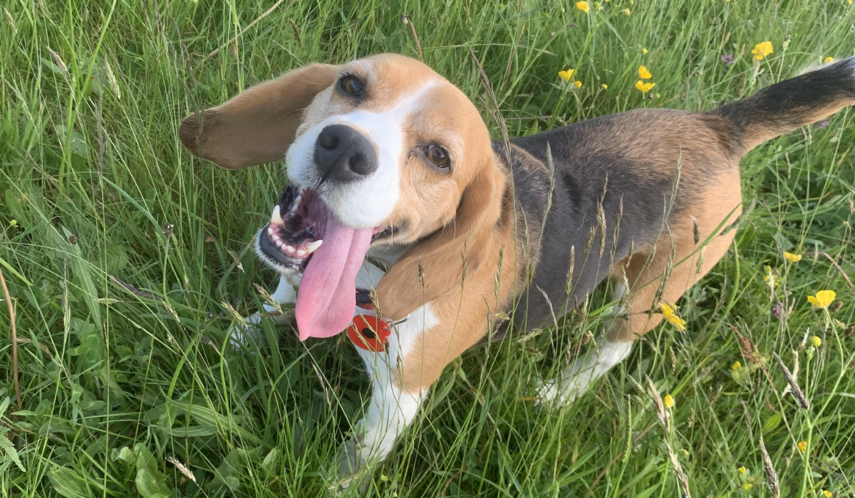 A very happy dog with short tri-coloured hair, floppy ears and a long straight tail is standing in the long grass, taking a moment to pause on their walkies. Their tongue is flopped out to the side of their mouth as they look up towards the camera and hope for a treat.