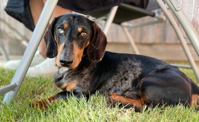 Herman, the Dachshund