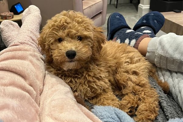 Sergio the Cross Breed curled up between their owners' legs snuggled in blankets