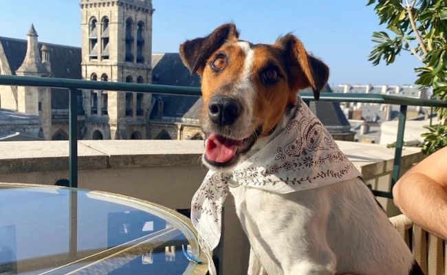 Cookie, Smooth Fox Terrier