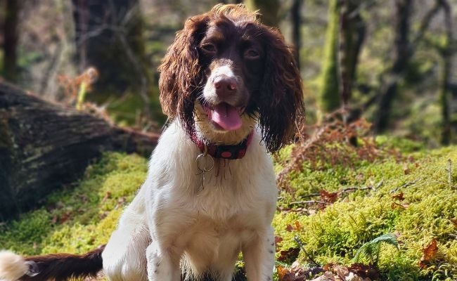 Merryn, the Springer Spaniel